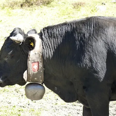 Des Alpes - Family - By Cosyhome شاليه كرانز مونتانا